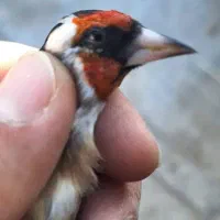 سهره|پرنده|قیدار, |دیوار