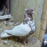 سبز دمسفید ، زاغ دمسفید|پرنده|شهریار, شهرک بهاران (ویره)|دیوار