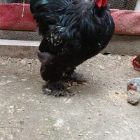 مرغ وخروس برهما