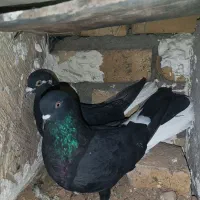 کبوتر معاوضه