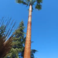 هرس پالم فنیکس