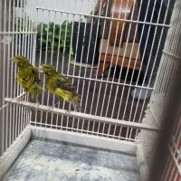 قناری ماده سبز