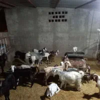 چند عدد بز دقلو زا داشتی همه سرحال وسالم