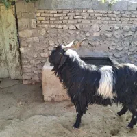 دبر|حیوانات مزرعه|داراب, |دیوار