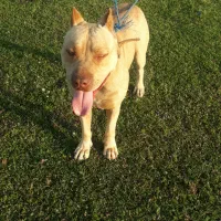 سگ گمشده|سگ|بندر انزلی, سید آسیه|دیوار