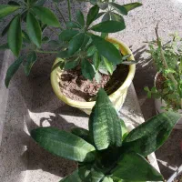 گل وگیاه|گل و گیاه طبیعی|پرند, فاز ۶|دیوار