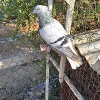 دمسفید و پلاکی