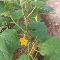 نیازمند کارگر جهت کار در گلخانه