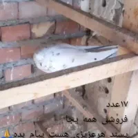 کبوتر|پرنده|نقده, |دیوار