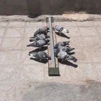 کبوتر پلاکی