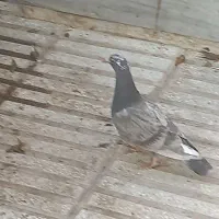 پیدا شده|حیوانات|سبزوار, امیر کبیر|دیوار