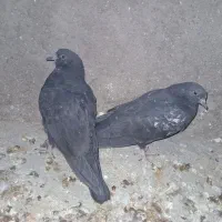 ۳تا کله سیاه|پرنده|ایذه, |دیوار