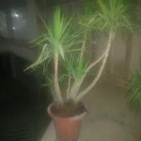 بونسای یوکا|گل و گیاه طبیعی|تهران, کرمان|دیوار