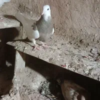 طوقی ماده|پرنده|امیدیه, |دیوار