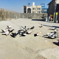 سلام تعدادی کله سینه فروشی 4تا مادبقیه نر