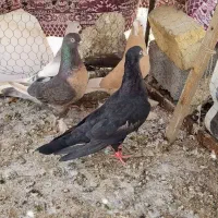 5 عدد ماده کار