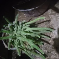 کاکتوس