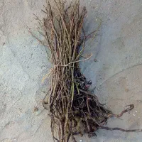 فروش نهال گل محمدی دیم