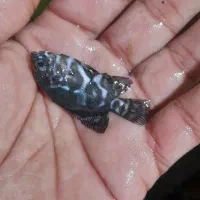 ماهی اسکارتایگر،پرت پلار|ماهی|کاشمر, |دیوار