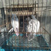 کفتر پرشی|پرنده|قم, ناصردیوان|دیوار