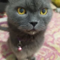 آماده جفتگیری گربه نر اسکاتیش