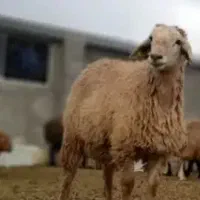 توغلی نر گوشتی