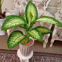 گلهای آپارتمانی زیبا