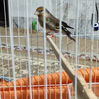 سهره قناری و قناری وفنچ و شاتو|پرنده|میرجاوه, |دیوار