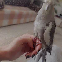 دو عدد عروس هلندی نر و ماده