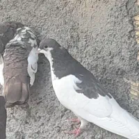 یال قهوه‌ای ماده
