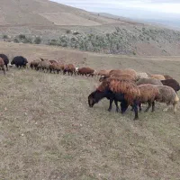 ۵۰عدد گوسفند|حیوانات مزرعه|سبلان, |دیوار