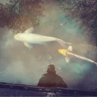 ماهی کوی بزرگ کوچک