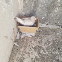 گمشده