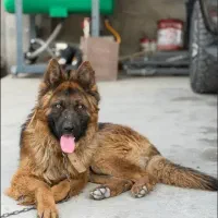 سگ ژرمن نر (کشش)