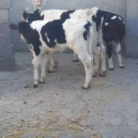 گوساله نر وماده|حیوانات مزرعه|تربت جام, میان جام|دیوار