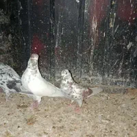 جفت تک پر