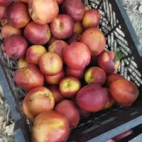 زمین باغ در باغگلبن نصراباد