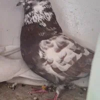 کبوتر اصیل پرشی..