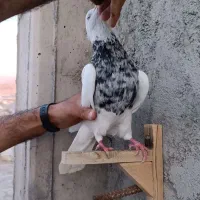 کبوتر طوقی