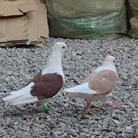 جفت دوکت نرو ماده