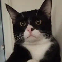 گربه تاکسیدو