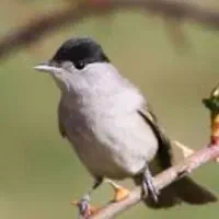 سهره سر سیاه