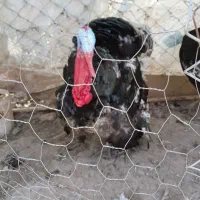 پنج بوقلمون سه نر دو تا ماده