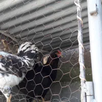 مرغ گلین|حیوانات مزرعه|فردوس (خراسان), |دیوار