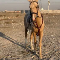 اسب