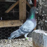 کبوتر پلاکی ثبتی|پرنده|مهران (ایلام), |دیوار