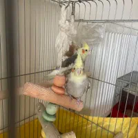 عروس هلندی رام|پرنده|پردیس, فاز ۱|دیوار