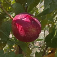 باغ-دراحمدآباد