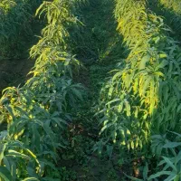 فروش نهال شلیل وبادام درختی وزرد آلو|خدمات باغبانی و درختکاری|پارسآباد, |دیوار