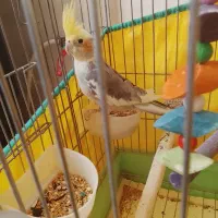 عروس هلندی ماده